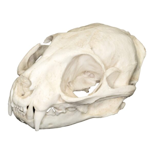 Replica Leopard Cat Skull