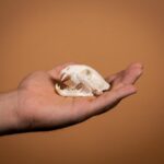 SKULLIES – Miniature Leopard Skull