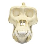 Replica Lowland Gorilla Skull – Male