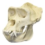 Replica Lowland Gorilla Skull – Male