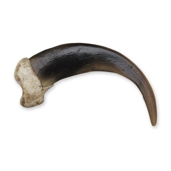 Replica Grizzly Bear Claw – Extra Large (10 cm)