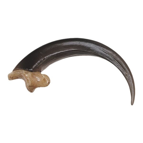 Replica Bald Eagle Talon – Large (9 cm)