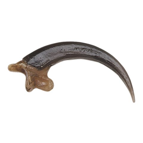 Replica Bald Eagle Talon - Small (5.5 cm)