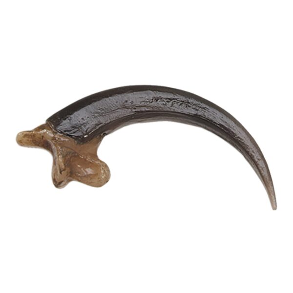 Replica Bald Eagle Talon – Small (5.5 cm)