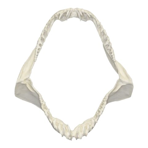 Replica Mako Shark Jaw