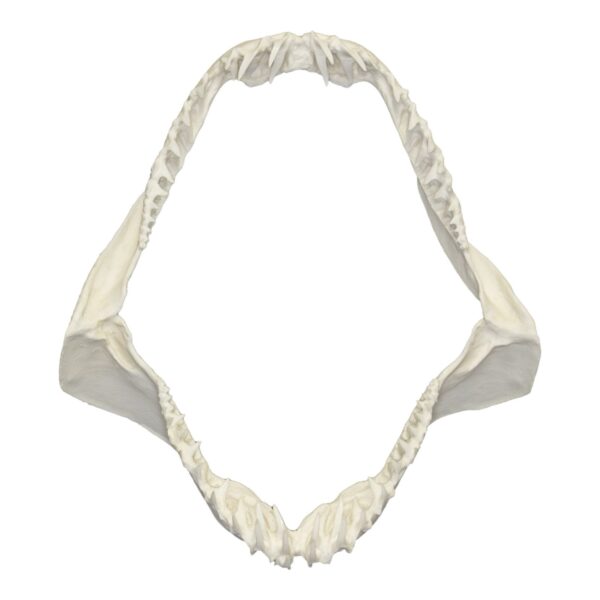 Replica Mako Shark Jaw