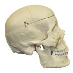 Replica Human Skull with Brain and Stand – Asian Male