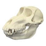 Replica Mandrill Baboon Skull – Female