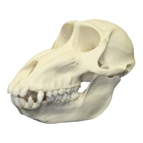 Replica Mandrill Baboon Skull – Female