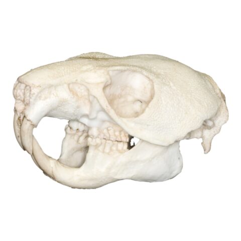 Replica Maned Crested Rat Skull