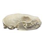 Real American Marten Skull