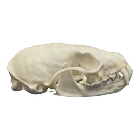 Real American Marten Skull