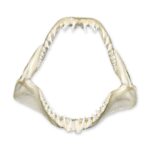 Real Shark Jaw – Multiple Sizes
