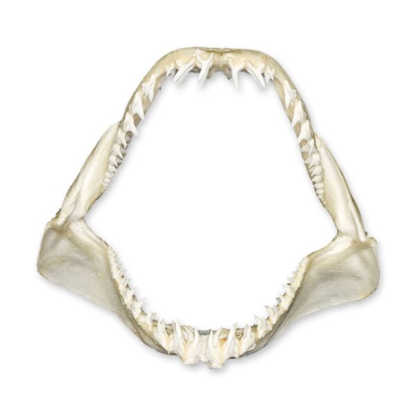 Real Shark Jaw – Multiple Sizes
