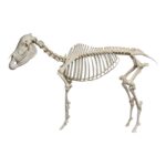 Real Horse Skeleton – Articulated