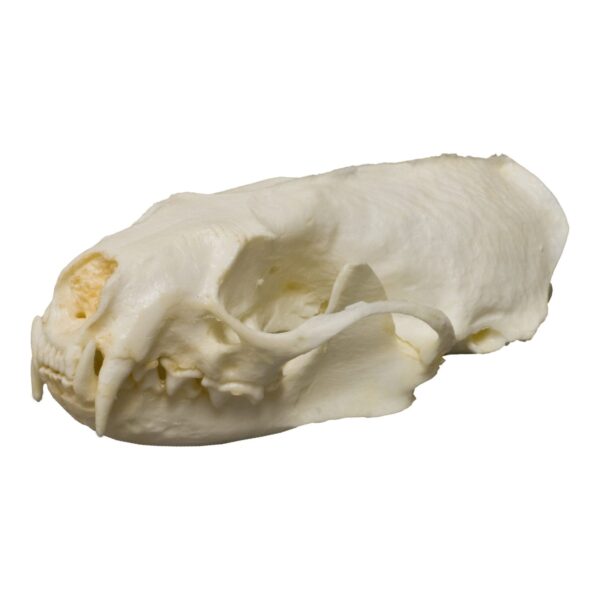 Replica American Mink Skull
