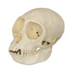 Replica Mona Monkey Skull – Female