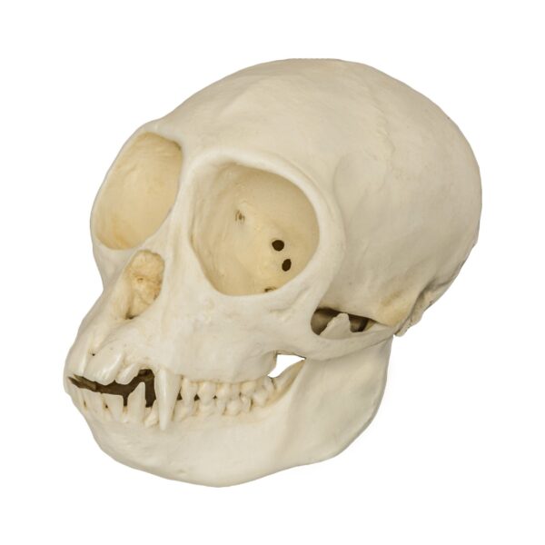 Replica Mona Monkey Skull – Female