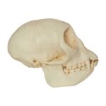 Replica Mona Monkey Skull – Female