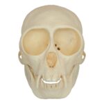Replica Mona Monkey Skull – Female