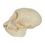 Replica Mona Monkey Skull – Female