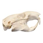 Real Mountain Beaver Skull