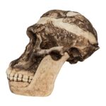Replica Mrs. Ples STS 5 Skull and Jaw