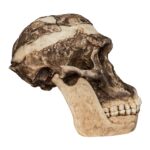 Replica Mrs. Ples STS 5 Skull and Jaw
