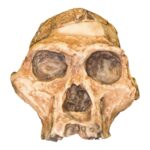 Replica Mrs. Ples STS 5 Skull