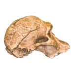 Replica Mrs. Ples STS 5 Skull