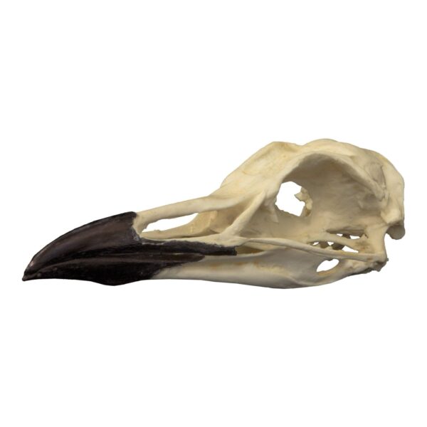 Replica Murre Skull