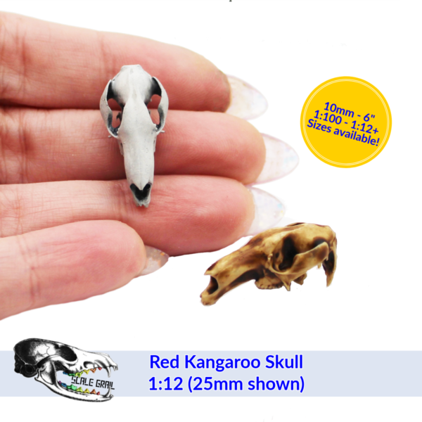 Red Kangaroo Skull Replica