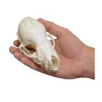 Replica Cave Myotis Bat Skull (8:1 Scale)