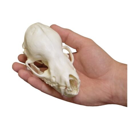 Replica Cave Myotis Bat Skull (8:1 Scale)