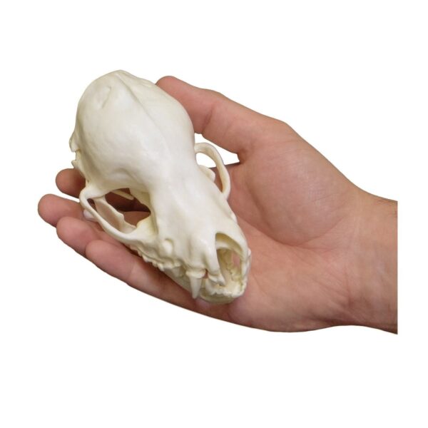 Replica Cave Myotis Bat Skull (8:1 Scale)