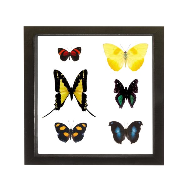 Real Taxidermy Butterflies in Black Frame – Set of 6