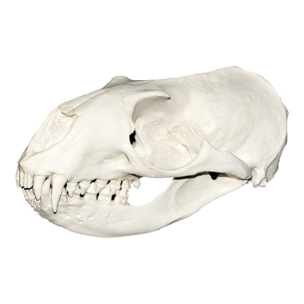 Replica Hooker’s Sea Lion Skull