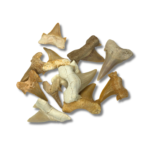 Shark Tooth Specimen – Small