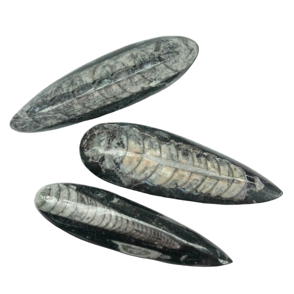Orthoceras Fossil – Medium