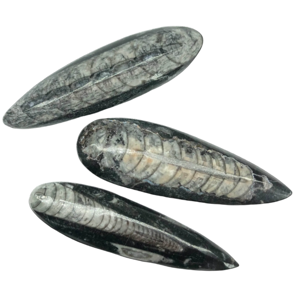 Orthoceras Fossil – Small