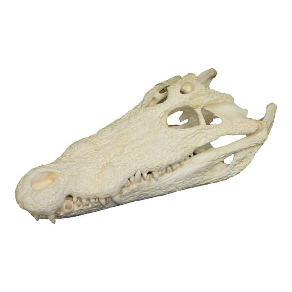 Replica Nile Crocodile Skull (18″)