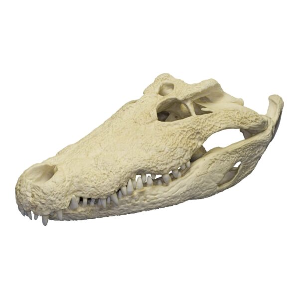 Replica Nile Crocodile Skull (26″)