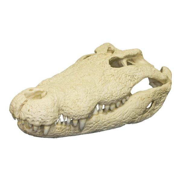 Replica Nile Crocodile Skull (30″)