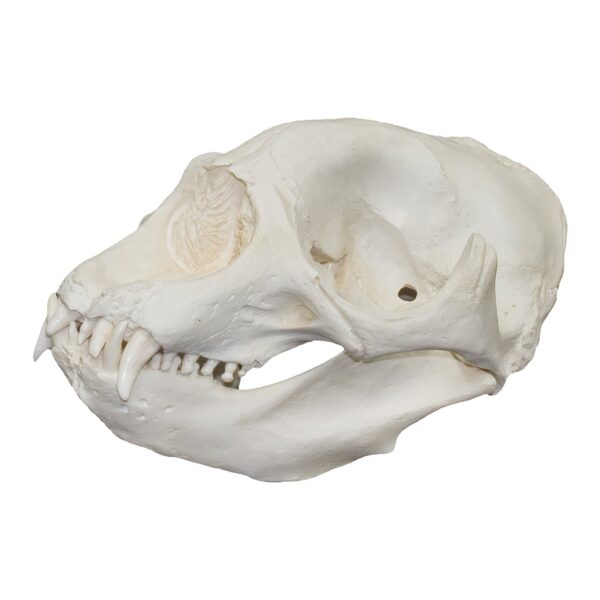 Replica Northern Elephant Seal Skull – Female