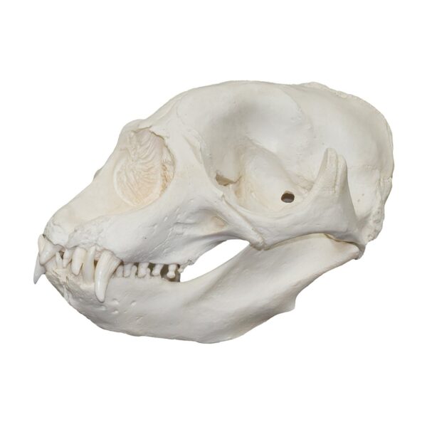 Replica Northern Elephant Seal Skull – Male