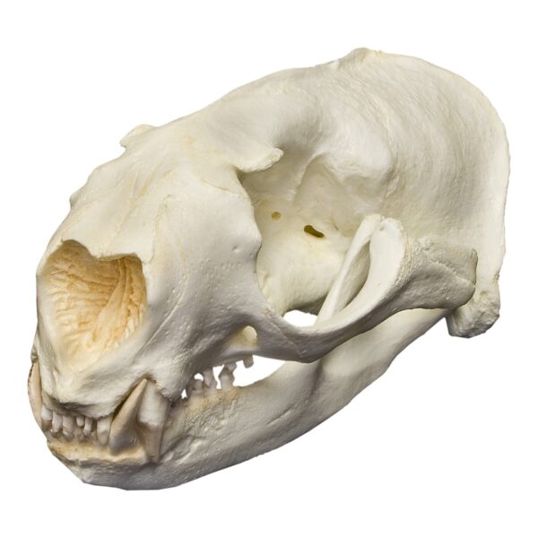 Replica Northern Fur Seal Skull (Male)