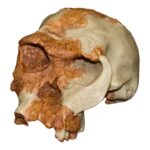 Replica OH 24 Skull