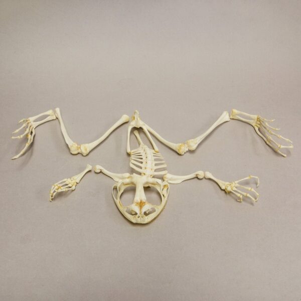 Real Giant Slippery Frog Skeleton – Disarticulated