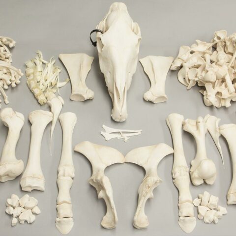 Real Horse Skeleton - Disarticulated - 11339.9814 g
