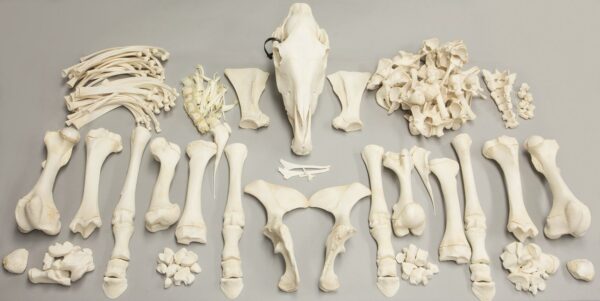 Real Horse Skeleton – Disarticulated – 11339.9814 g